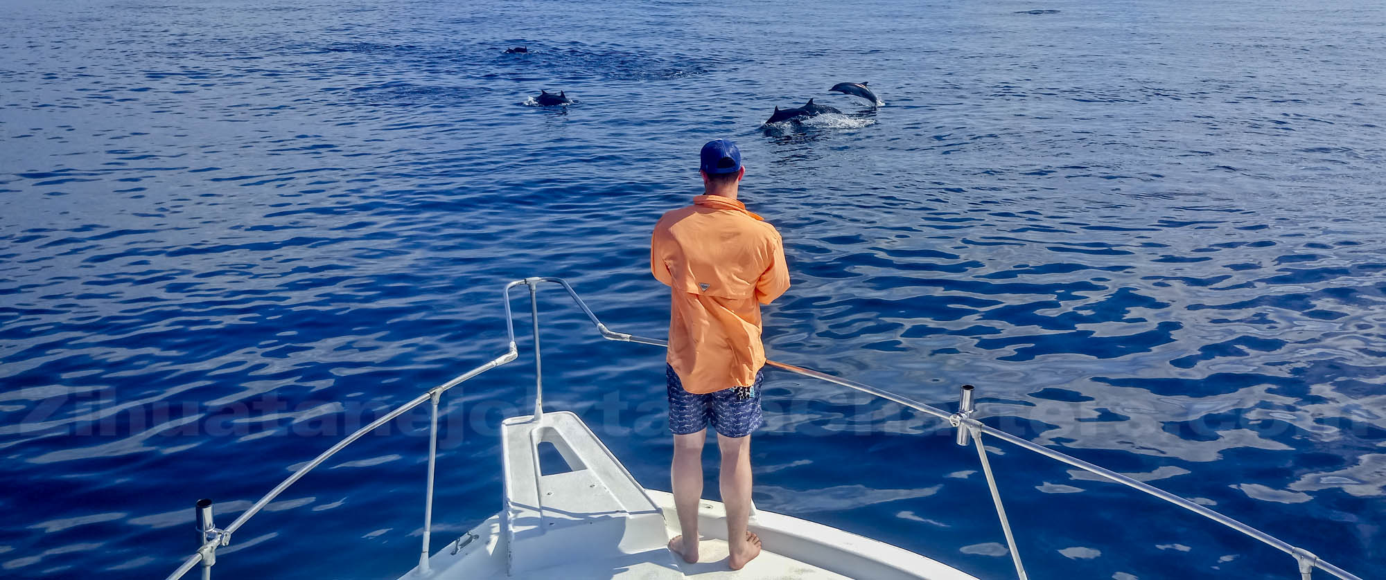 Observando delfines